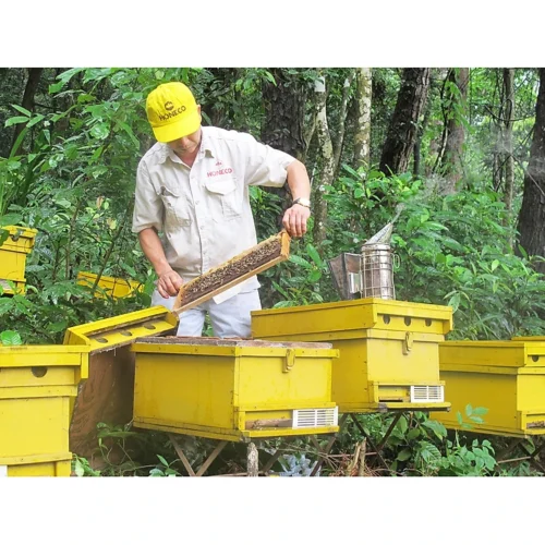 07e58fb9d6b12044ee7b789b93494e71.jpg Mật Ong Hoa Rừng - Lọ 500g – Tinh Túy Mùa Hè Từ Núi Rừng Phía Bắc