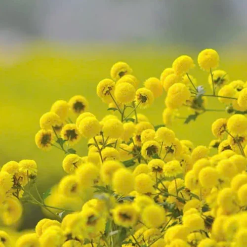 Trà Hoa Cúc Chi Thái Minh - Hũ Vuông 40g - Thanh Nhiệt, Sáng Mắt, An Thần